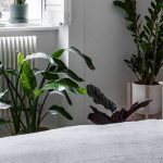 incorporating plants into your home decor