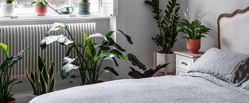 incorporating plants into your home decor